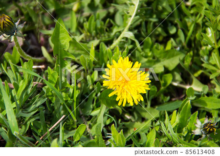 Yellow dandelions on meadow Yellow dandelions on meadow 85613408