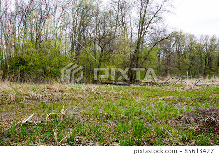 Swamp in forest 85613427