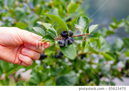 hand holding aronia 85613470