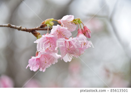 猩紅櫻花2022 85613501