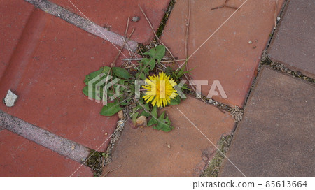 flowers growing on a sidewalk block 85613664