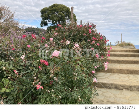 從熱海赤尾香草玫瑰園眺望海邊 85613775