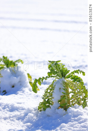 有雪的蘿蔔領域 85613874