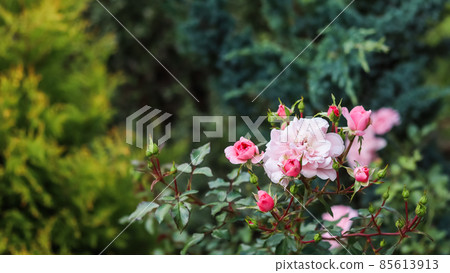 Soft pink rose Bonica with buds in the garden. Perfect for background of greeting cards for birthday, Valentine's Day and Mother's Day 85613913