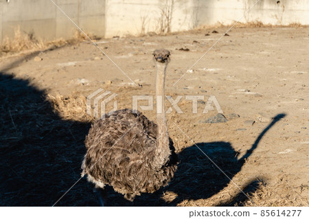 Ostrich Ostrich 85614277