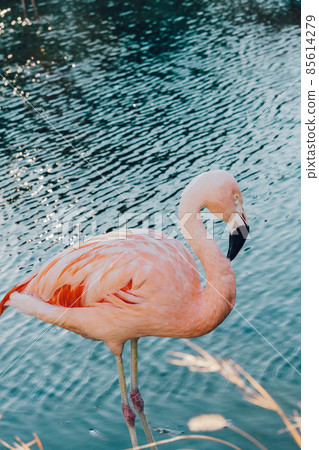 Flamingo Flamingo 85614279