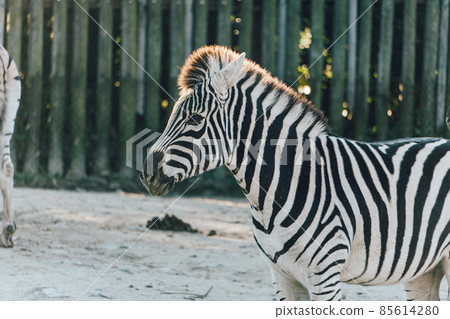 zebra zebra 85614280