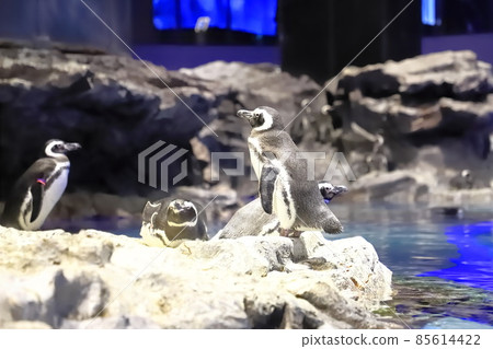 墨田水族館：有企鵝的池型水族館 85614422