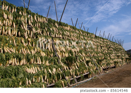 Sun-dried radish, Gobo City, Wakayama Prefecture, Taste of barrels Sun-dried radish, Gobo City, Wakayama Prefecture, Taste of barrels 85614546