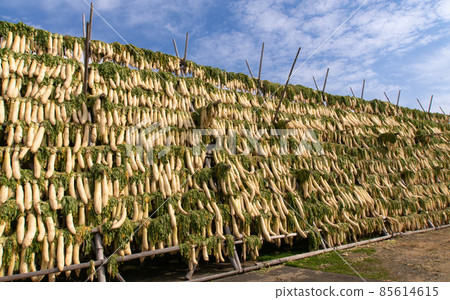 Radish turret, Gobo City, Wakayama Prefecture, taste of barrels 85614615