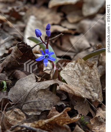 First spring flowers of Scilla bifolia, the alpine squill or two-leaf squill 85614671