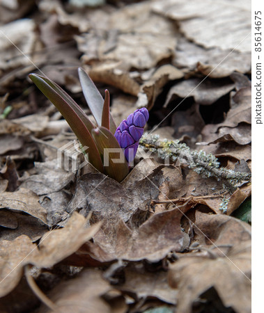 First spring flowers of Scilla bifolia, the alpine squill or two-leaf squill 85614675