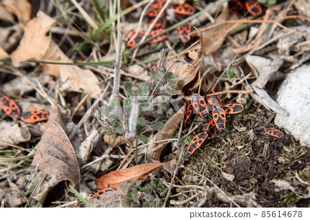 The firebugs Pyrrhocoris apterus in nature The firebugs Pyrrhocoris apterus in nature 85614678