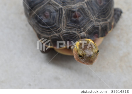 Chinese box turtle taken from a little above Chinese box turtle taken from a little above 85614818