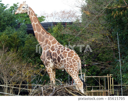 Kirin Zoo 85615705
