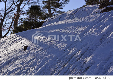 Snow scene of Kairakuen in Mito City, Ibaraki Prefecture Snow scene of Kairakuen in Mito City, Ibaraki Prefecture 85616129