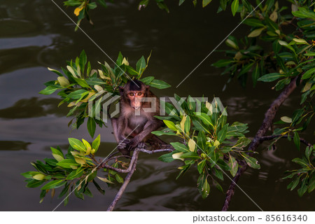 A little monkey (Crab-eating macaque) sitting alone on a branch looking at camera in the evening. 85616340