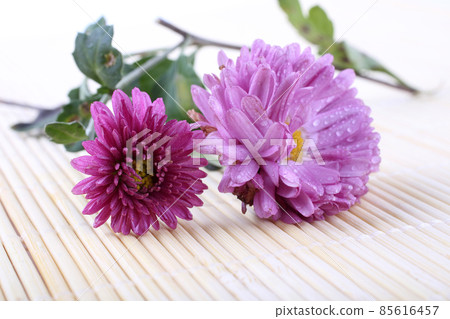 Chrysanthemum on bamboo background 85616457