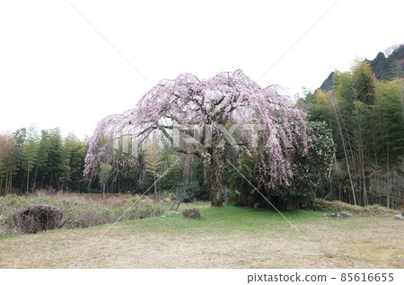 Dead brown cherry tree Dead brown cherry tree 85616655