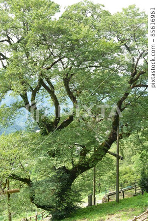 葫蘆櫻桃樹 85616961