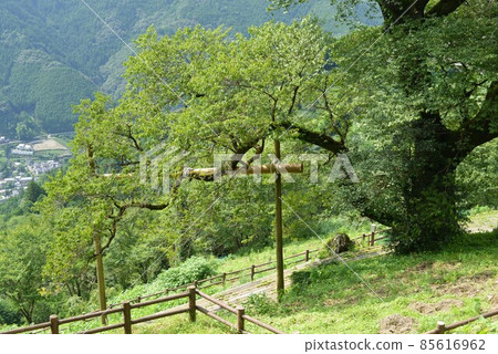 葫蘆櫻桃樹 葫蘆櫻桃樹 85616962