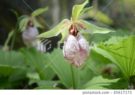 Spring flowers: Japanese laurel 85617173