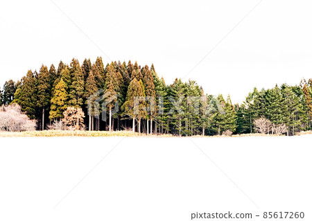 Winter vegetation _ snow and vegetation _ winter Hokkaido _ winter scenery _ snow scenery Winter vegetation _ snow and vegetation _ winter Hokkaido _ winter scenery _ snow scenery 85617260