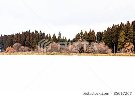 Winter vegetation _ snow and vegetation _ winter Hokkaido _ winter scenery _ snow scenery Winter vegetation _ snow and vegetation _ winter Hokkaido _ winter scenery _ snow scenery 85617267