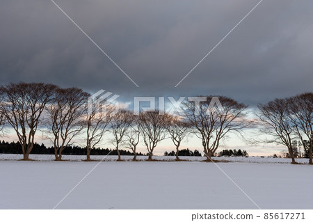 冬季植被_雪與植被_冬季北海道_冬季風光_雪景 冬季植被_雪與植被_冬季北海道_冬季風光_雪景 85617271