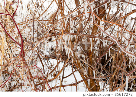 Winter vegetation _ snow and vegetation _ winter Hokkaido _ winter scenery _ snow scenery Winter vegetation _ snow and vegetation _ winter Hokkaido _ winter scenery _ snow scenery 85617272