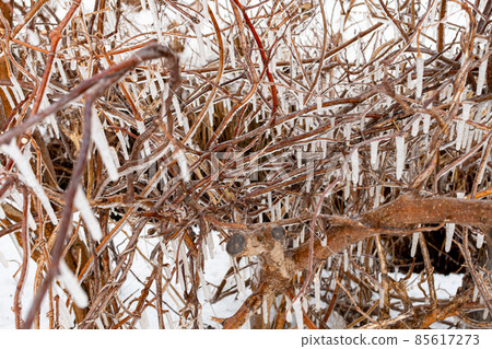 冬季植被_雪與植被_冬季北海道_冬季風光_雪景 冬季植被_雪與植被_冬季北海道_冬季風光_雪景 85617273