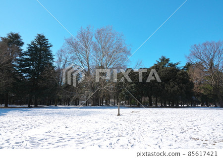 白雪皚皚的衣奴田公園中心的落葉樹是美國梧桐世田谷百佳樹之一。 85617421
