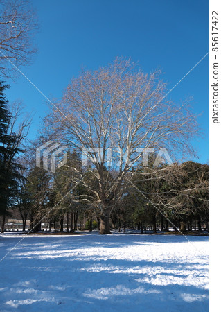 衣奴田公園的美國梧桐雪景 世田谷名樹100選 衣奴田公園的美國梧桐雪景 世田谷名樹100選 85617422