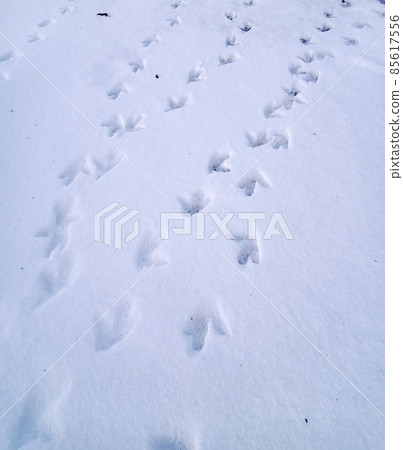 雪地裡留下的水鳥笨蛋“便當”的腳印 85617556