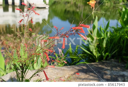Red Blossoms of Firecracker Flowers or Russelia Flowers 85617943
