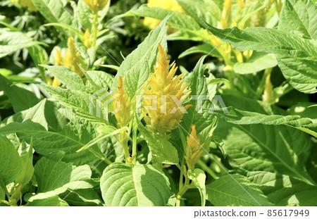 Beautiful Fresh Yellow Cockscomb Flowers or Woolflowers 85617949