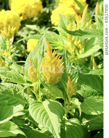 Beautiful Fresh Yellow Cockscomb Flowers or Woolflowers 85617950