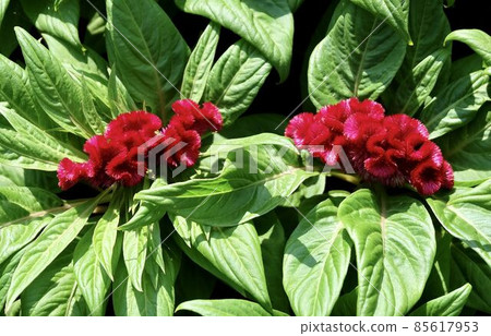 Beautiful Fresh Red Cockscomb Flowers or Woolflowers 85617953