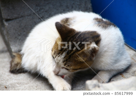 Cat Cat 85617999