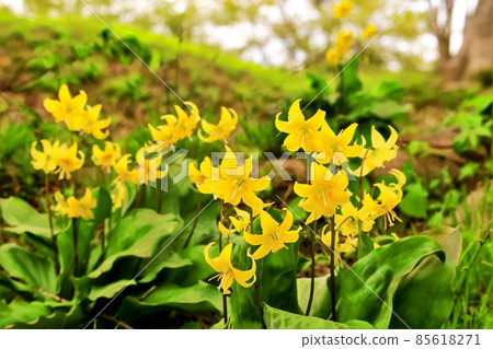 Beautiful yellow flower erythronium 85618271