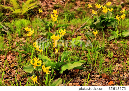 Beautiful yellow flower erythronium 85618273