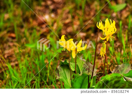 美麗的黃色花 erythronium 85618274