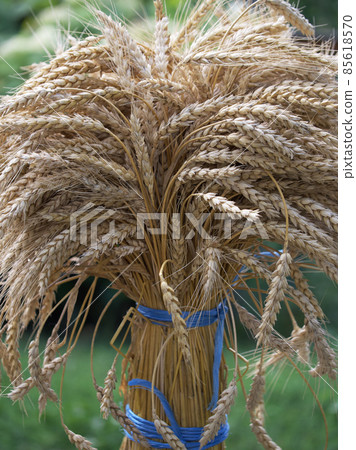 A sheaf of wheat ears, close-up. A bunch of ripe spikelets tied with blue ropes. 85618570