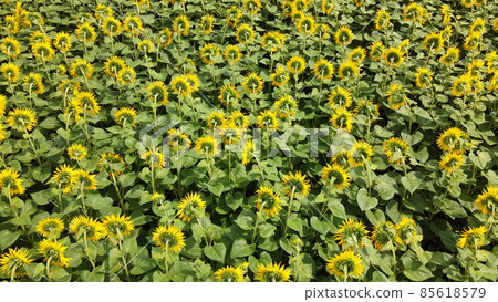 Sunflower flowers in the field, top view. Sunflower flowers in the field, top view. 85618579