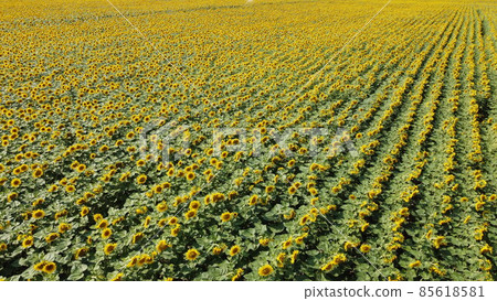 Sunflower field, top view. Sunflower plants bloom in a farmer's field. 85618581