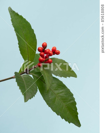 Sarcandra glabra 85618808