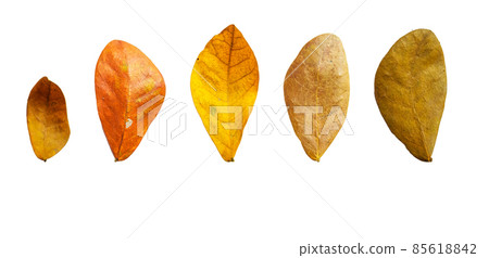 Isolated Albizia lebbeck leaves with clipping path on white background 85618842