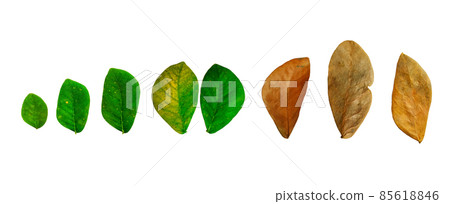 Isolated Albizia lebbeck leaves with clipping path on white background Isolated Albizia lebbeck leaves with clipping path on white background 85618846