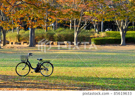 Beautifully colored hardwoods and bicycles in Chigasaki Central Park Beautifully colored hardwoods and bicycles in Chigasaki Central Park 85619633
