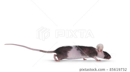 Black with white mouse isolated on white background 85619732